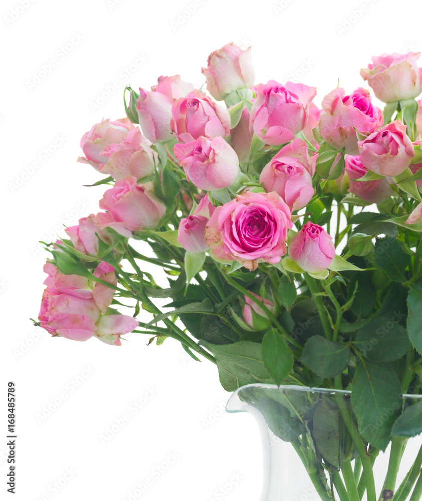 Bouquet of small pink gaden roses close up isolated on white background