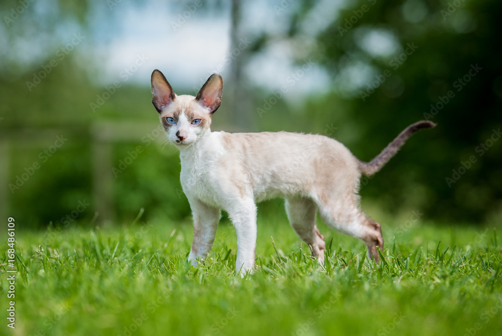 Naklejka premium Cornish rex kitten on the walk in summer