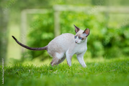 фотографія Cornish rex kitten walking in the yard