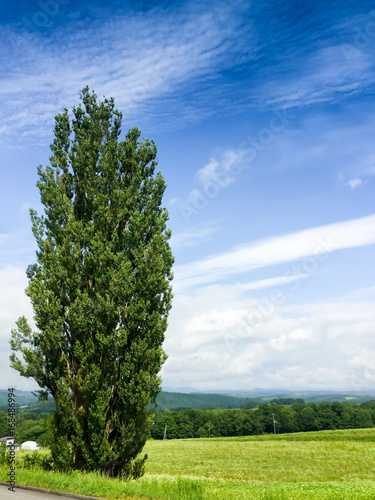 Landscape of old and big poplar tree in Biei, Japan
