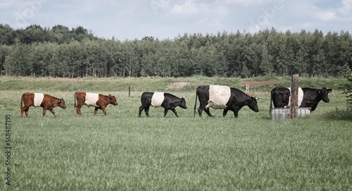 Dutch belted cows in a row 