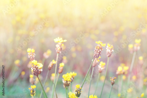 Blurry Flower for Background, Vintage blur flower. 