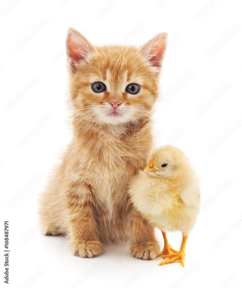 Kitten and chicken.