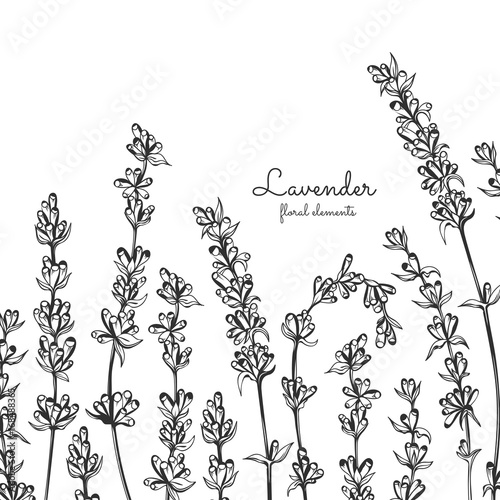 Vector lavender hand drawn illustration. Lavender for traditional medicine design, natural and organic products.