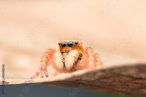 Close up Jumping spider on dried leaf