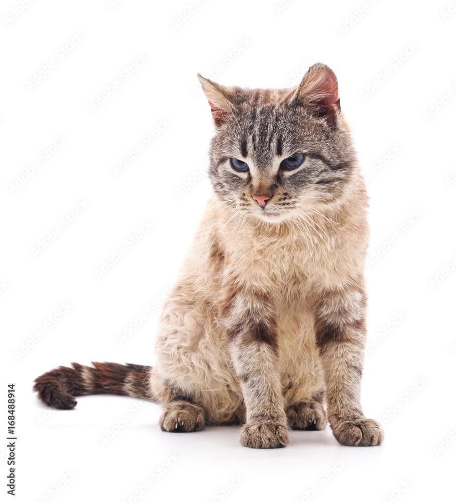 Obraz premium Gray cat.