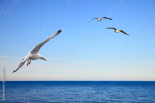 Canvas Print Flying seagulls