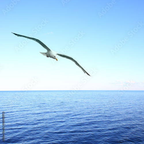 Soaring seagull over sea