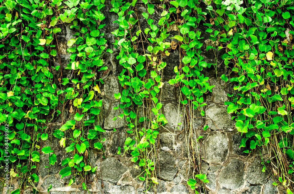 The wall with vine and grass, green grass and vine on the wall, The grass and vine on the rock wall The wall with vine and grass, green grass and vine on the wall, The grass and vine on the rock wall
