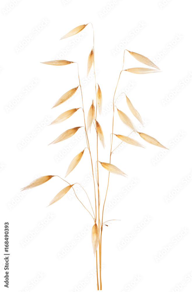oat ears isolated on white oat ears isolated on white
