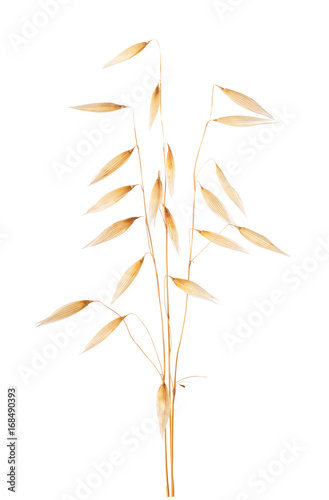 oat ears isolated on white © alter_photo