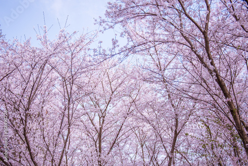 pink cherry blossom with blue sky © Lindsey