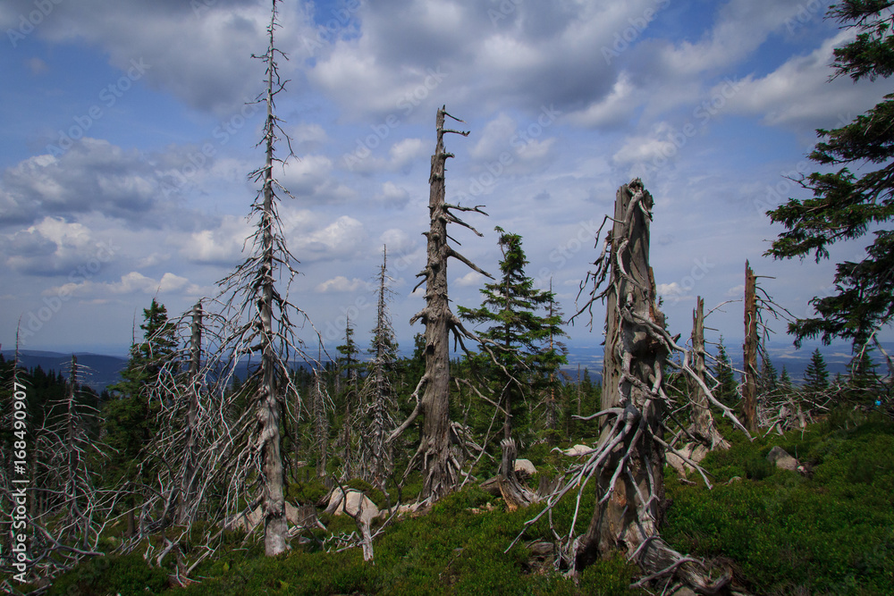 Karkonosze, obumarłe drzewa