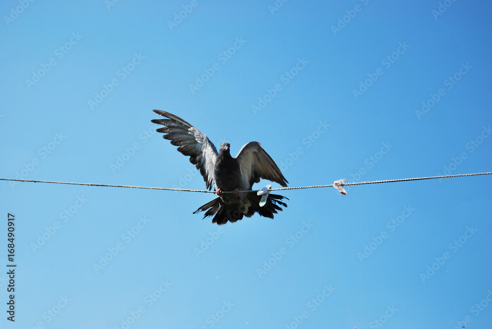 Pigeon domestic thoroughbred makes a landing on the clothesline Pigeon domestic thoroughbred makes a landing on the clothesline
