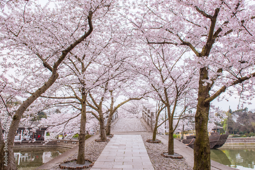 Fototapeta premium cherry blossom path in the morning