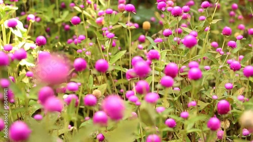 Wallpaper Mural Gardening flowers that are blooming beautifully, slider dolly movement Torontodigital.ca