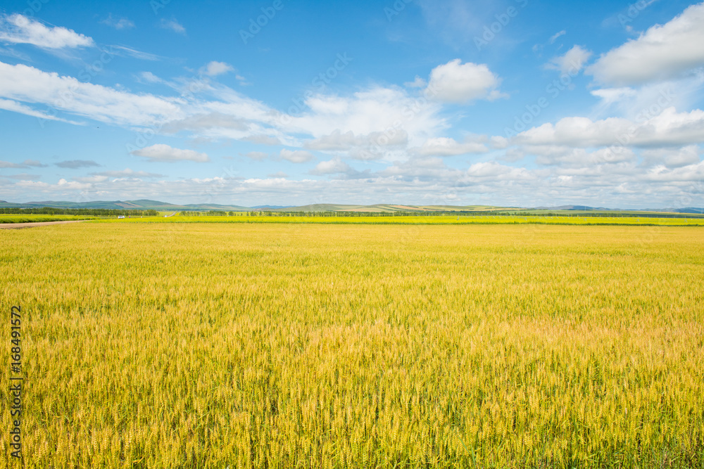 wheat field in meadow with blue sky background
