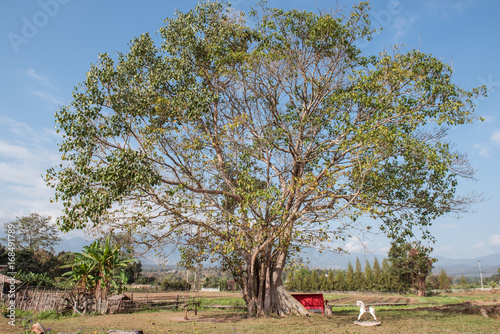 garden with big tree and wooden horse