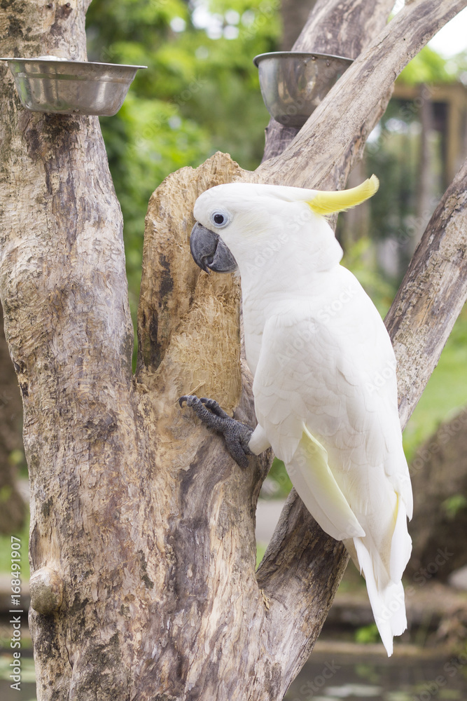 White cockatoo / White cockatoo is sitting on the branch White cockatoo / White cockatoo is sitting on the branch