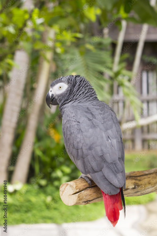 African grey parrot / Beautiful african grey parrot is sitting on the branch African grey parrot / Beautiful african grey parrot is sitting on the branch