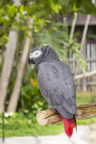 African grey parrot   Beautiful african grey parrot is sitting on the branch