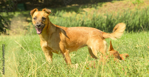 Yellow small dog playing on green grass