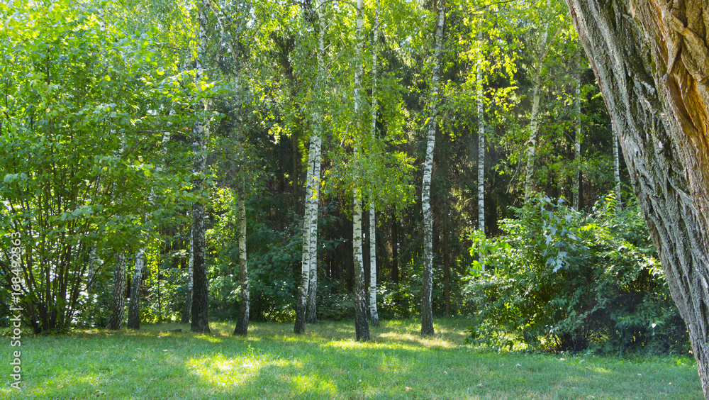 Fototapeta premium Alley in the old summer overgrown park