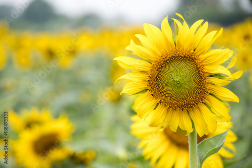Beautiful yellow sunflower in the farm background
