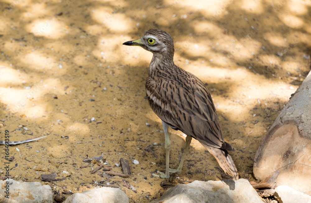 Stone-curlew, also known as dikkop or thick-knees Stone-curlew, also known as dikkop or thick-knees