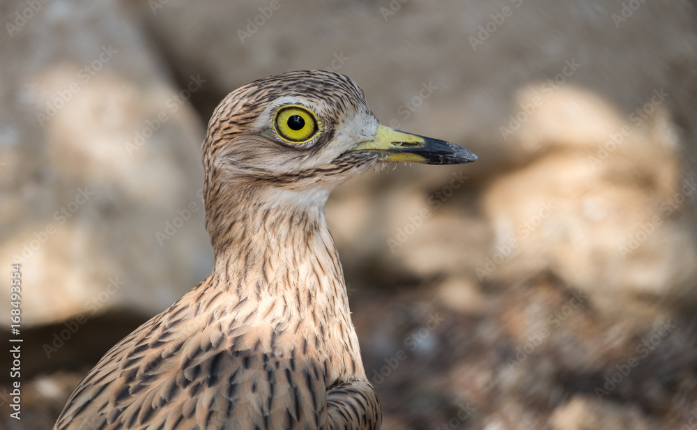 Head of stone-curlew, also known as dikkop or thick-knees Head of stone-curlew, also known as dikkop or thick-knees