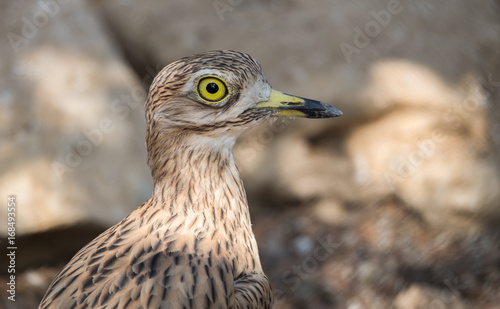 Head of stone-curlew  also known as dikkop or thick-knees