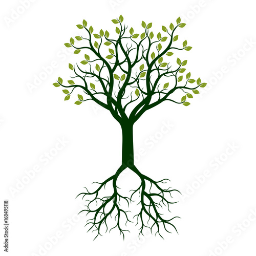 Color Tree with Roots. Vector Illustration.