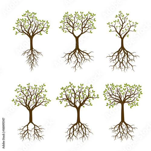 Set of Color Trees with Roots. Vector Illustration.