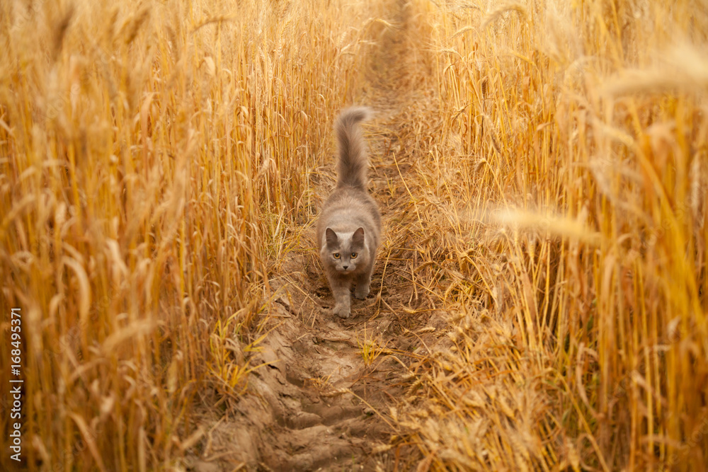 Fototapeta premium grey cat in the wheat field contryside