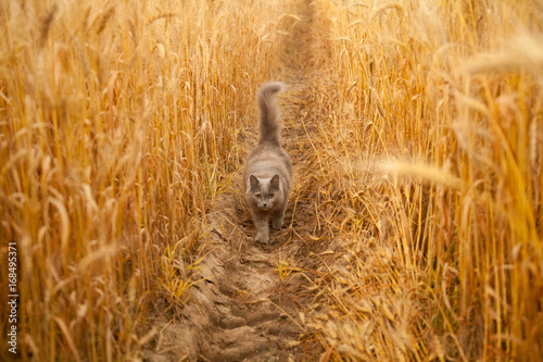 Fototapeta Naklejka Na Ścianę i Meble -  grey cat in the wheat field contryside