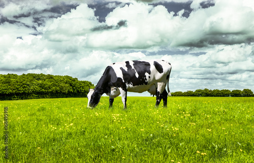 Schwarz/Weiße Kuh auf der Weide