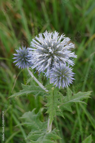 thistle