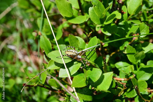 Aculepeira sp.