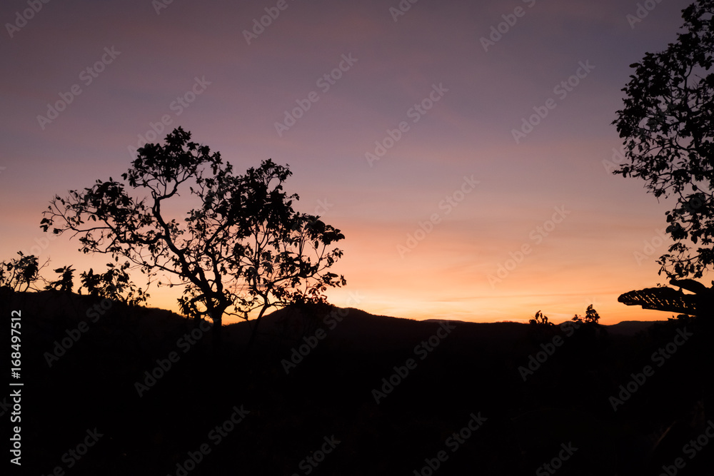 Silhouette for trees and mountain