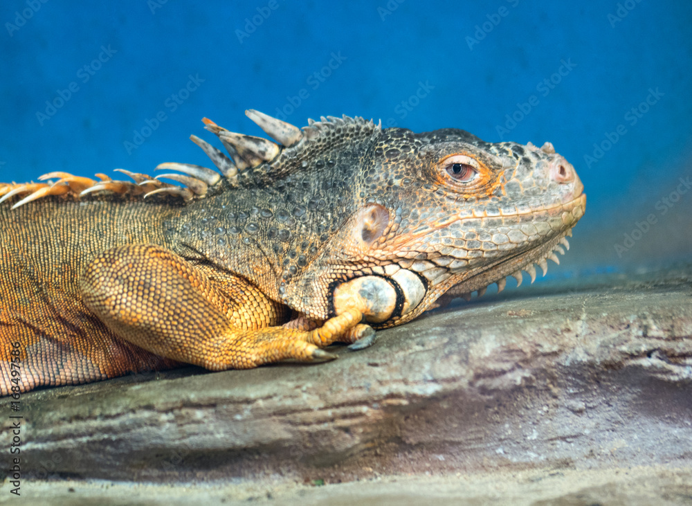 Obraz premium Portrait of green igufnf