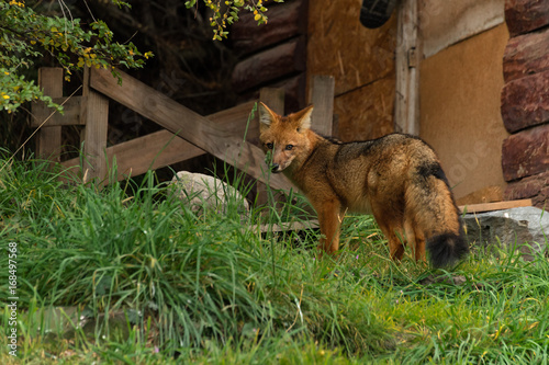 A small red fox near the building. Chile, Patogonia. photo