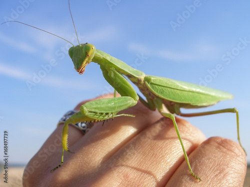 praying mantis in the hand on sky background