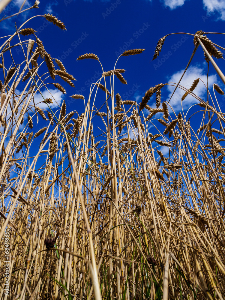 Fototapeta premium Ear of wheat