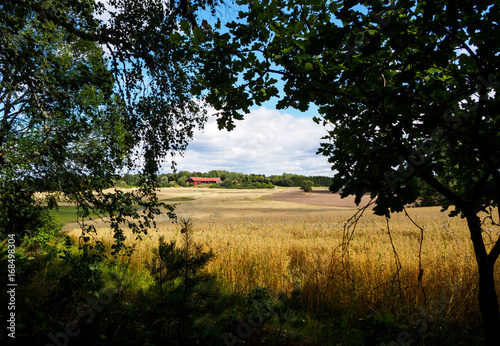 Red farm house and wheat field