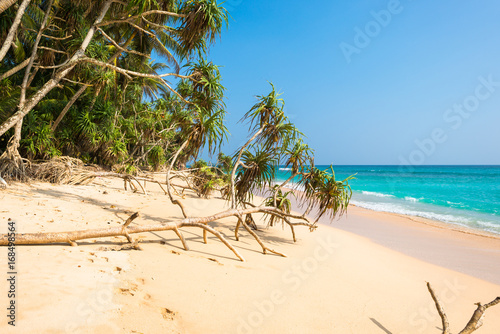 Tropical beach with white sand, yuccas and coconut trees. Located in northern part of the Habaraduwa beach close to the small town Koggala. The south coast is very popular among surfer photo