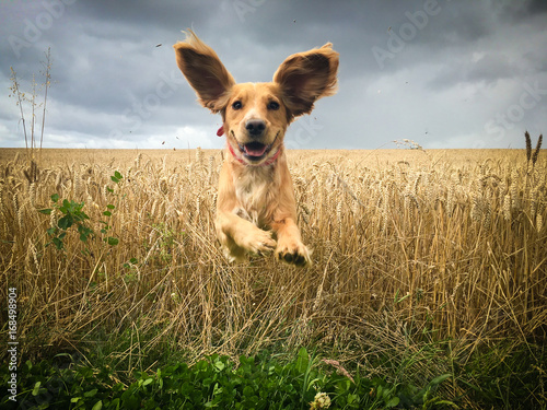 Golden Cocker spaniel dog running through a field of wheat.