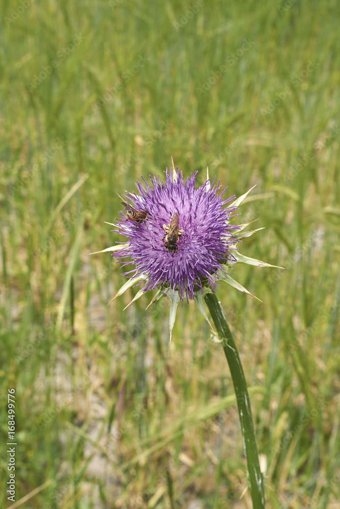 Silybum marianum Silybum marianum