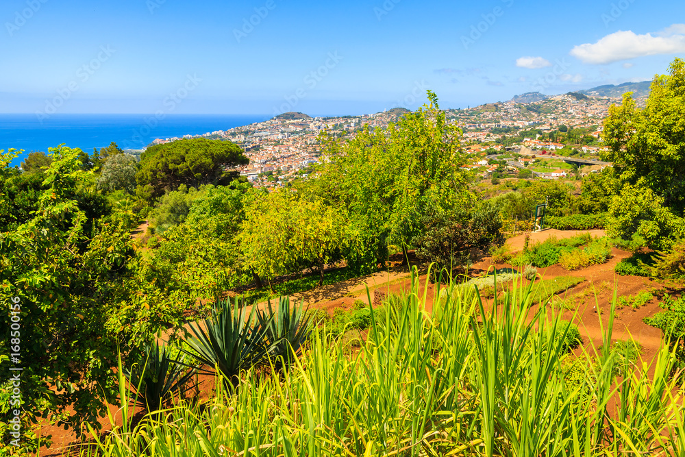 Φωτογραφία Green tropical plants in botanical gardens of Funchal town, Madeira island, Port