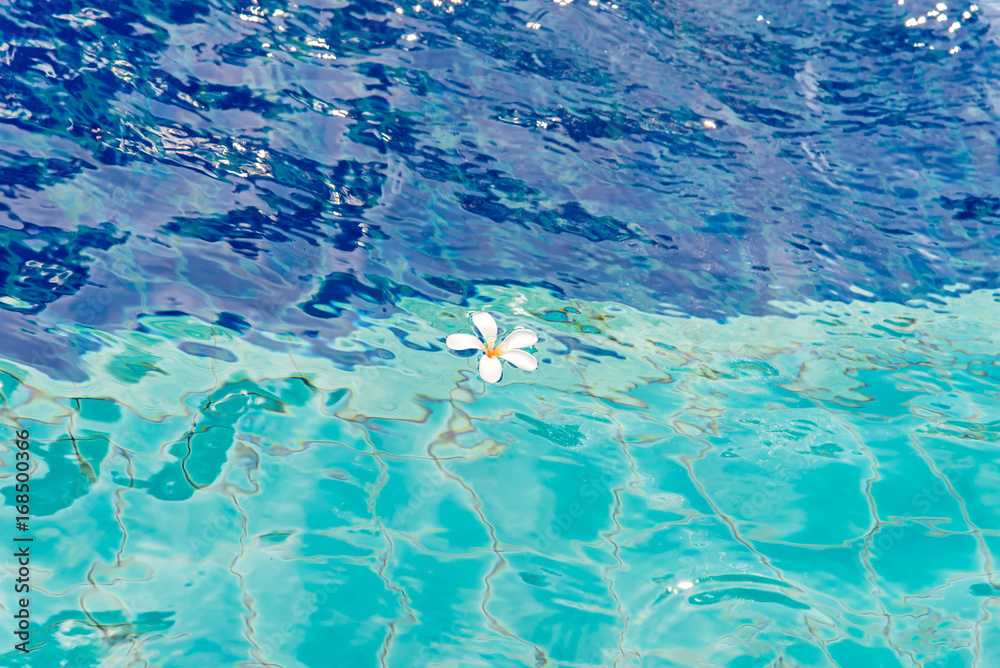White flowers in the pool blue background