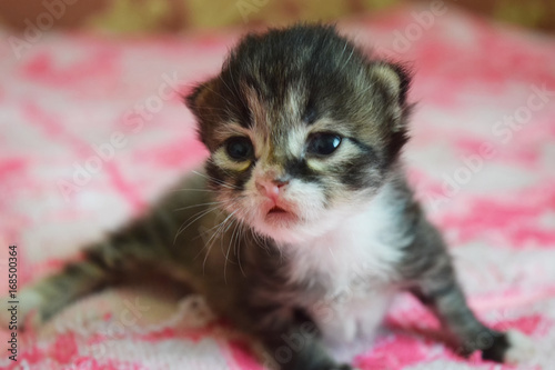 Little cat playing on the bed